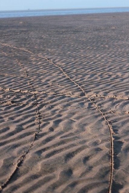 Vết rạch của chiếc cào ngao in trên bãi cát, tạo ra những hình thù thú vị.